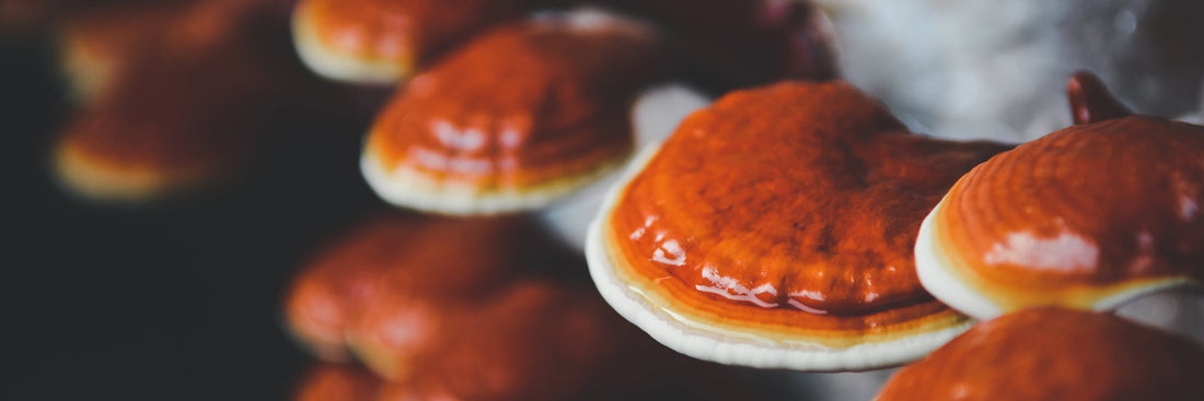 The Mushroom of Immortality: Reishi aka Lingzhi