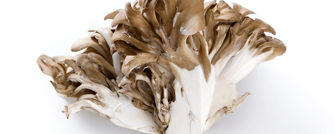 Maitake aka Hen of the Woods