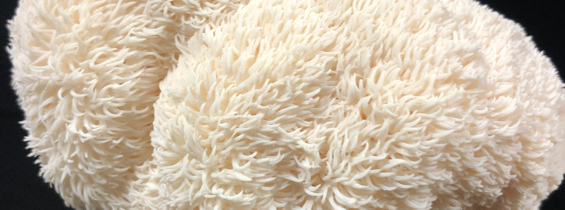 Lion’s Mane, Hericium Erinaceus: A Medicinal Review