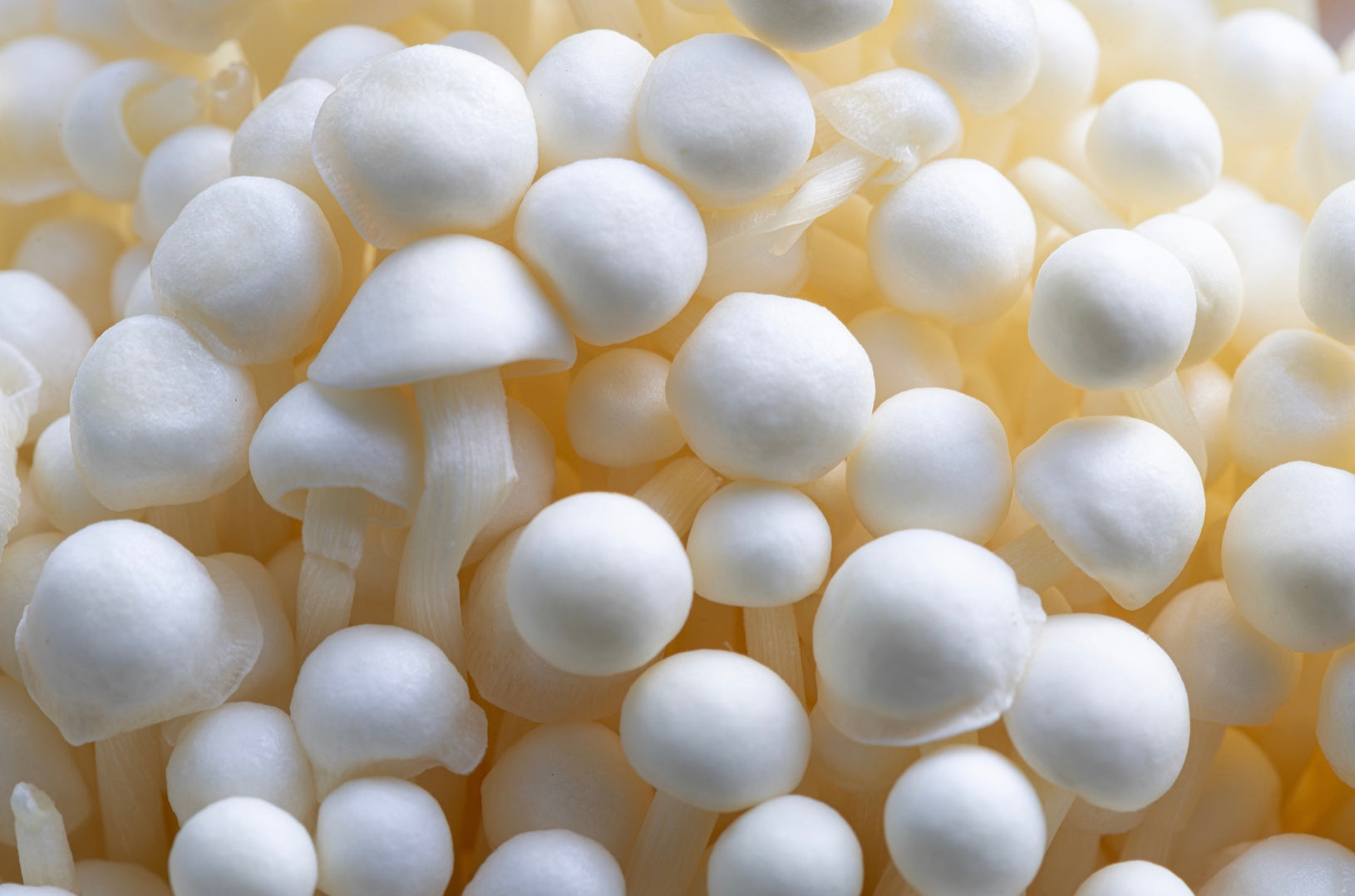 Enokitake