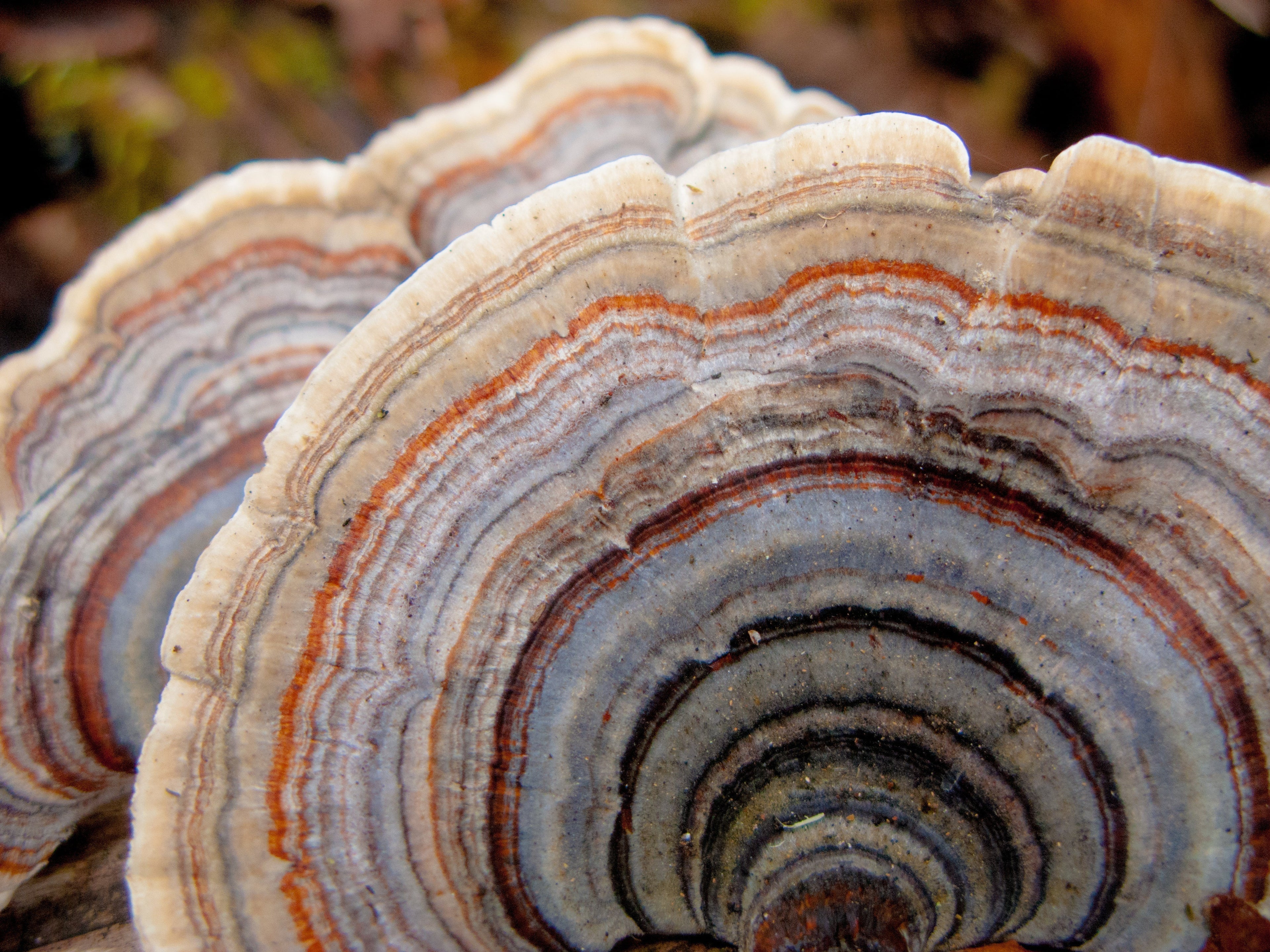 Turkey Tail aka Tramates Versicolor: A Wealth of Healing