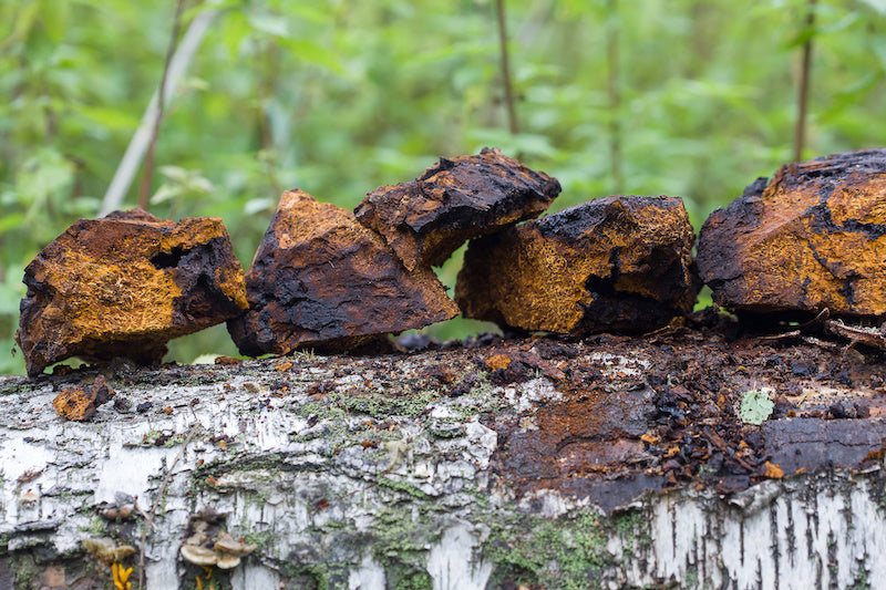 Chaga